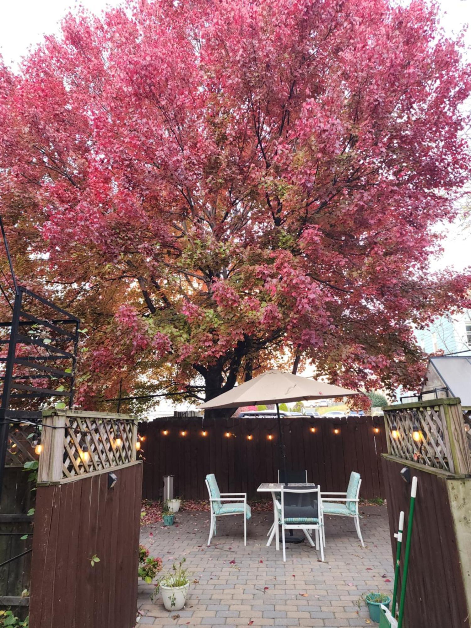 Magnolia Stay Near New York City Джърси Сити Екстериор снимка