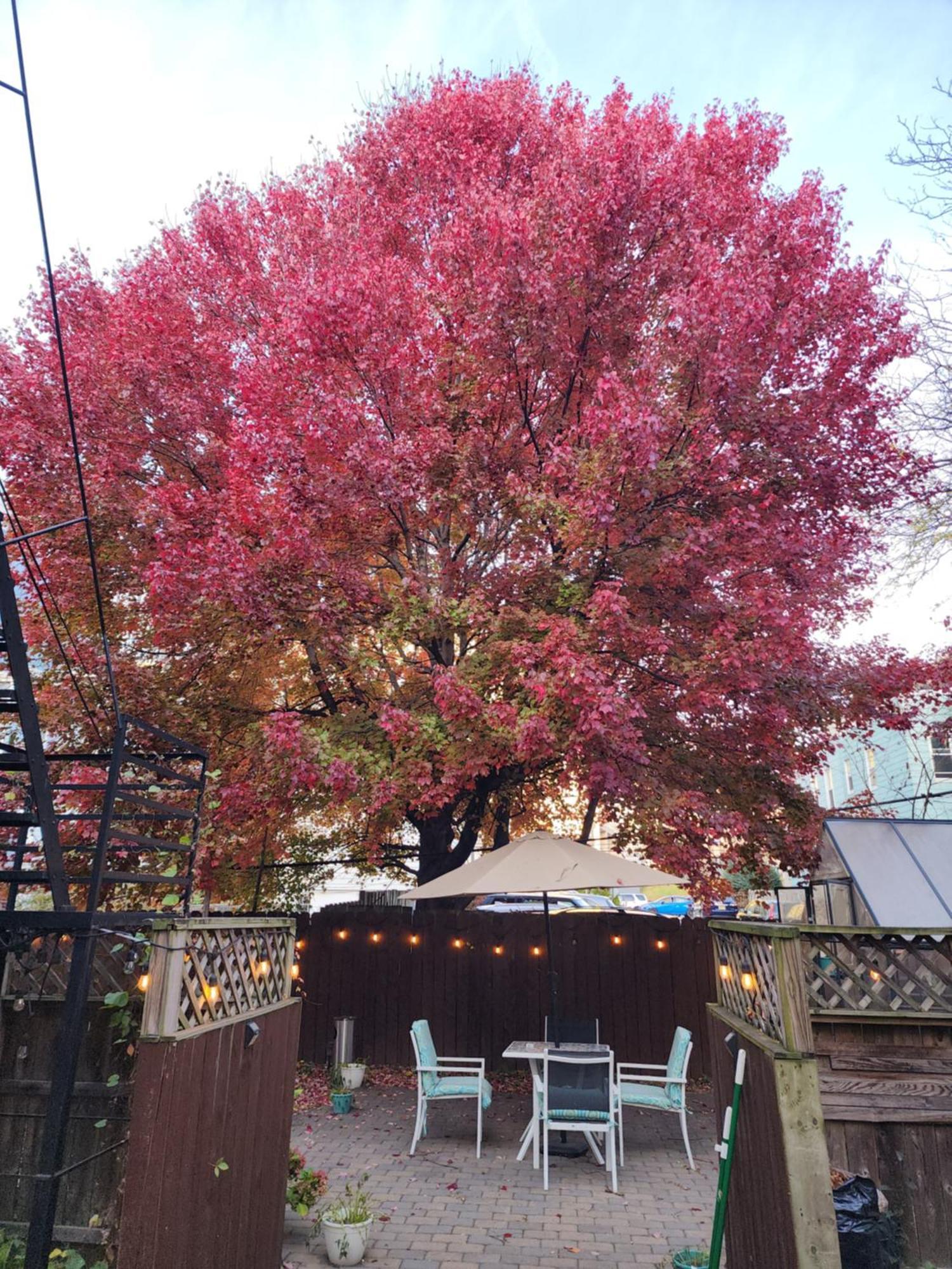 Magnolia Stay Near New York City Джърси Сити Екстериор снимка